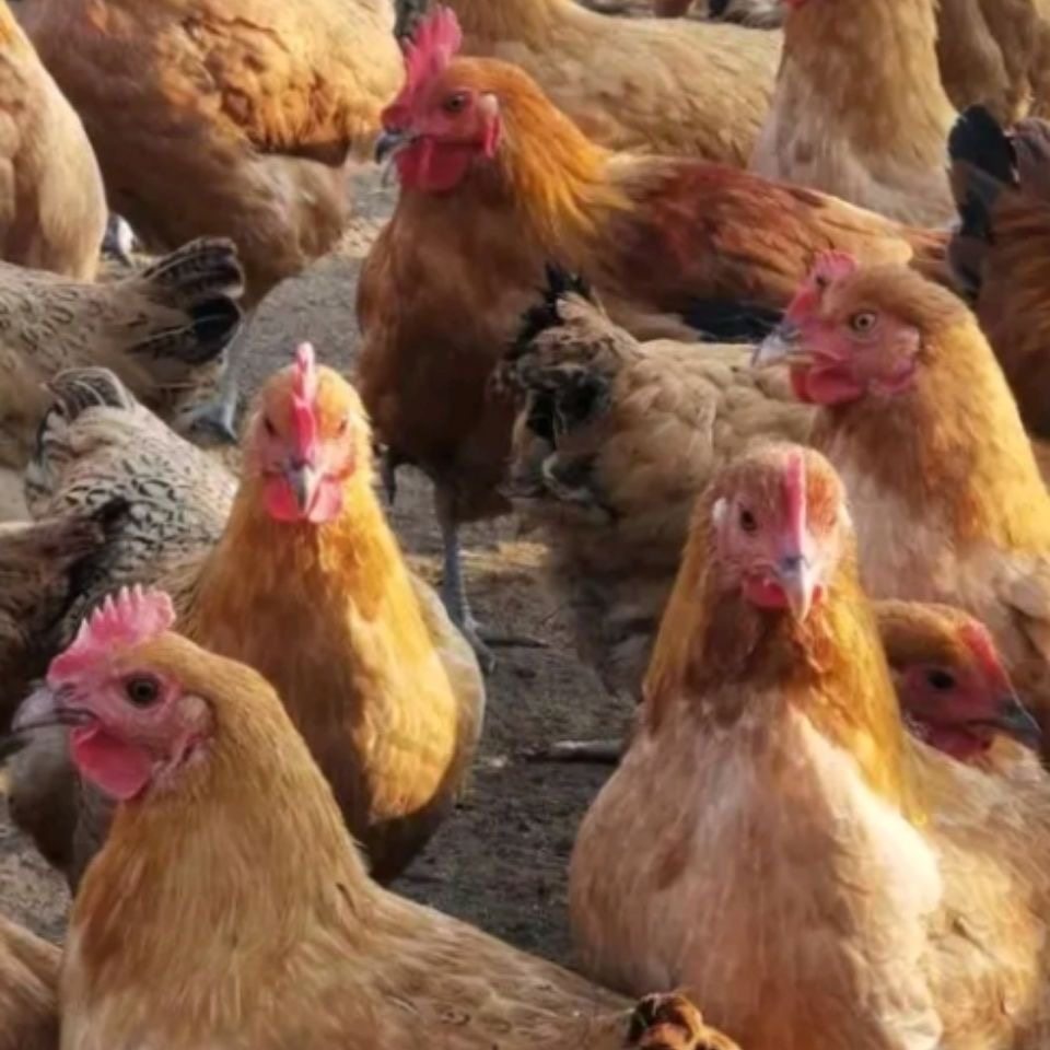 半大脱温土鸡活苗农家散养青脚一斤小鸡苗高产蛋小母鸡蛋鸡苗包活,淘宝优惠券,粉丝福利购,淘宝优惠卷