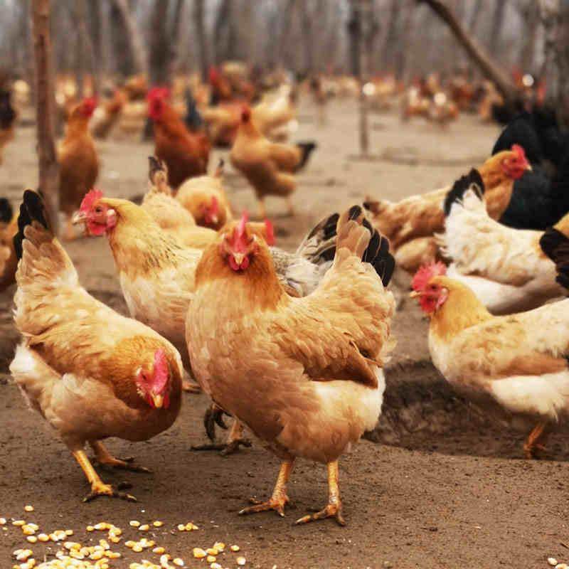 1.5斤黄脚小鸡活苗半斤皖南土鸡活苗小鸡苗脱温鸡苗产蛋鸡小母鸡,淘宝优惠券,粉丝福利购,淘宝优惠卷