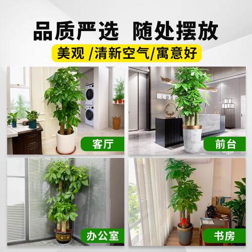 发财树三杆步步高客厅大型盆栽室内办公室大绿植乔迁新居开业送礼 - 图2