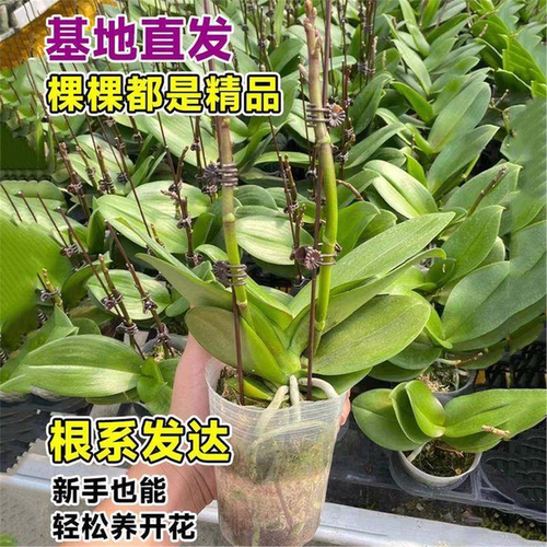 蝴蝶兰盆栽带花剑特大号大苗花卉绿植室内植物多季开花好养鲜花盆 - 图3