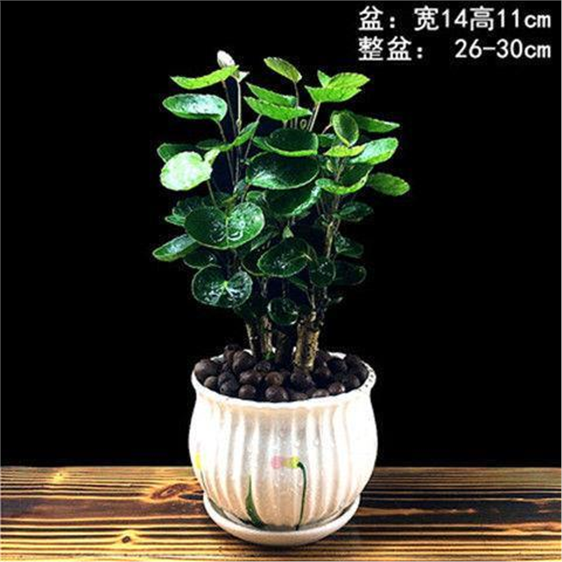 金钱兜福禄桐盆栽金钱桐圆叶钱多多发财树金钱树室内客厅绿植园艺,淘宝优惠券,粉丝福利购,淘宝优惠卷