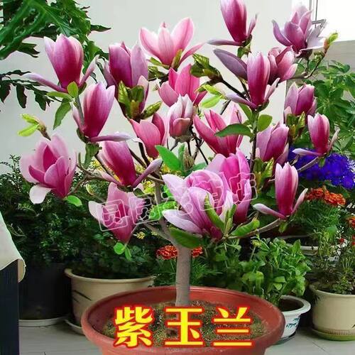 当年开花浓香玉兰花矮化盆栽地栽树苗耐寒四季开花花卉包成活好养 - 图3