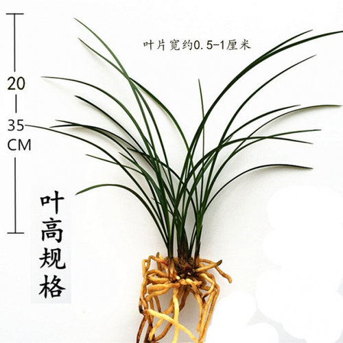 下单就送土 兰花苗春兰含香公主原生开花浓香 室内花卉绿植盆栽 - 图2