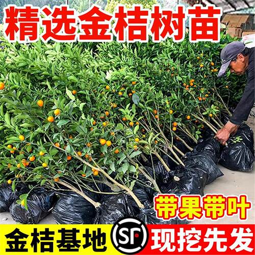 带果脆皮金桔树盆栽树苗阳台四季果树可食用橘子苗树苗带果常绿 - 图1