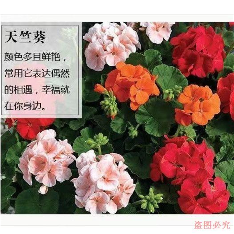 天竺葵花苗洋绣球驱蚊草盆栽多季节开花庭院阳台花卉绿植重瓣大花 - 图0