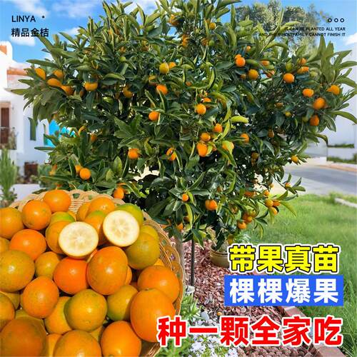 带果脆皮金桔树盆栽树苗阳台四季果树可食用橘子苗树苗带果常绿 - 图3
