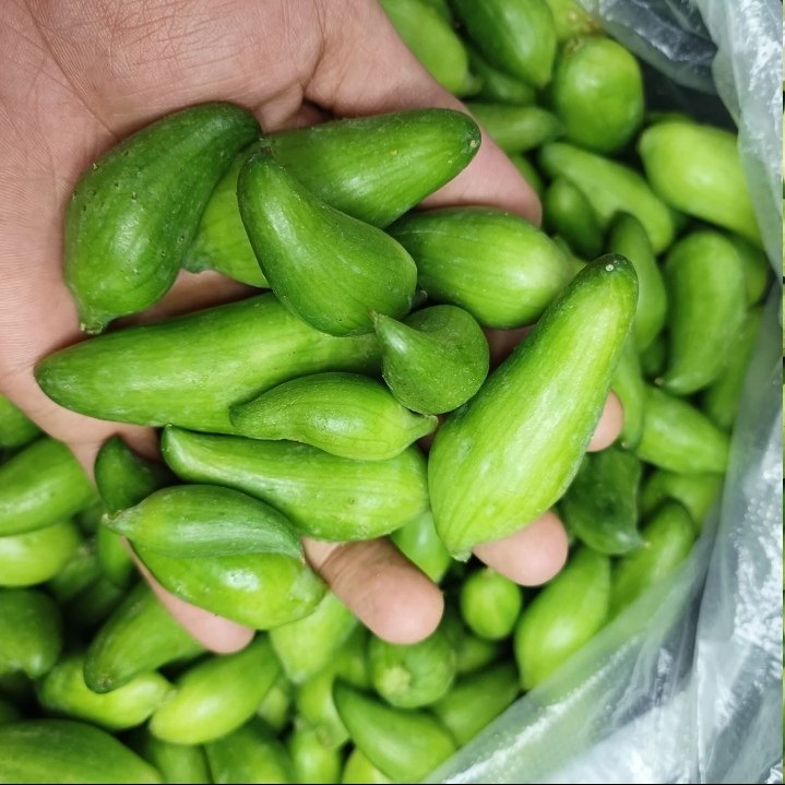 云南正宗德宏特产新鲜蔬菜小雀瓜小角瓜美味素食装短季时令蔬菜,淘宝优惠券,粉丝福利购,淘宝优惠卷