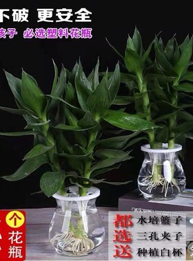 高颜值水培器皿郁金香透明容器风信子水培花瓶养花瓶塑料