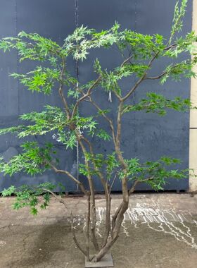 仿真绿植鸡爪槭假青枫树假枫树景观造景橱窗商场茶室橱窗装饰摆件