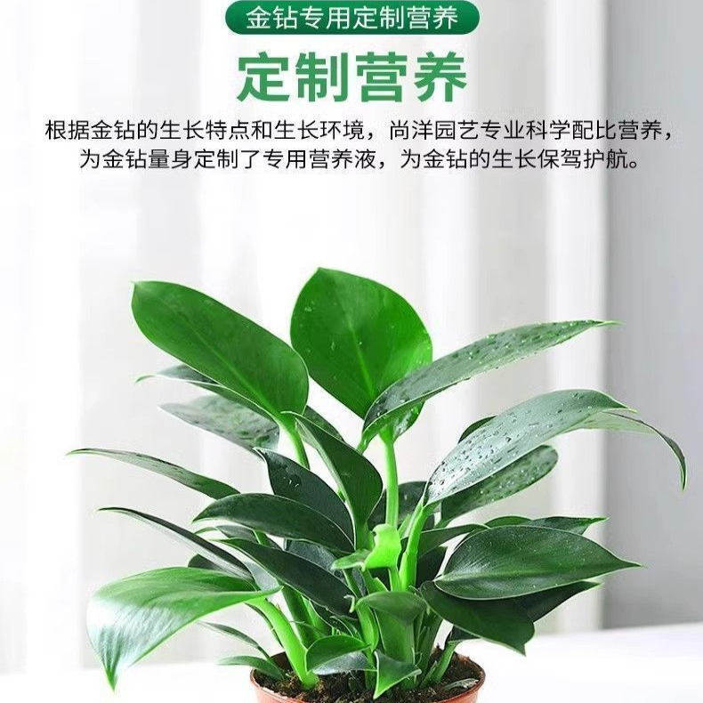 金钻营养液专用肥料家用室内养花绿钻红钻大叶绿公主盆栽园艺肥料,淘宝优惠券,粉丝福利购,淘宝优惠卷