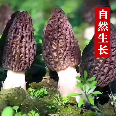 古田头茬羊肚菌9-13根煲汤食材