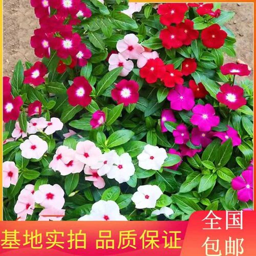 长春花盆栽天天开带花苞观花植物五叶梅庭院客厅盆栽花卉四季开花 - 图0