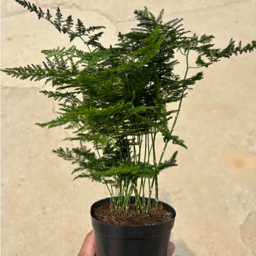 文竹盆栽植物室内办公室绿植花卉好养盆景四季水培矮文竹小苗阳台 - 图1