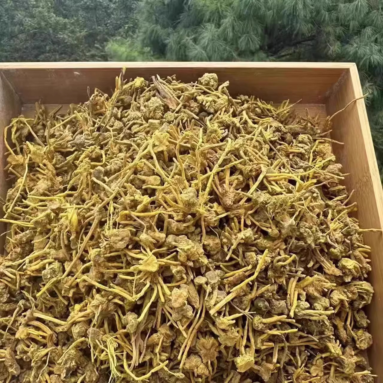 金龙根中药材正宗特级黄龙草根金龙石斛青藏高原雪山雪灵茶龙须草,淘宝优惠券,粉丝福利购,淘宝优惠卷