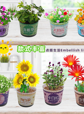 探索种植小盆栽儿童绿植成长观察小实验 学生手工创意趣味小花农