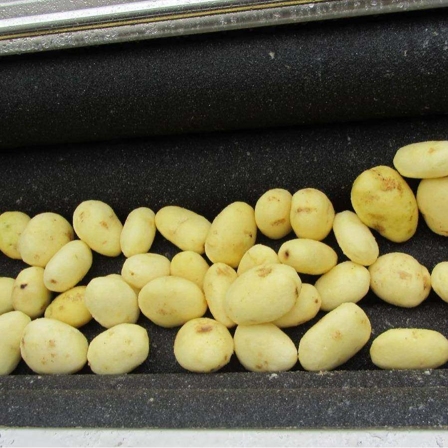 工厂直营土豆清洗去皮机根茎类果蔬毛刷脱皮机洋芋脱皮机,淘宝优惠券,粉丝福利购,淘宝优惠卷