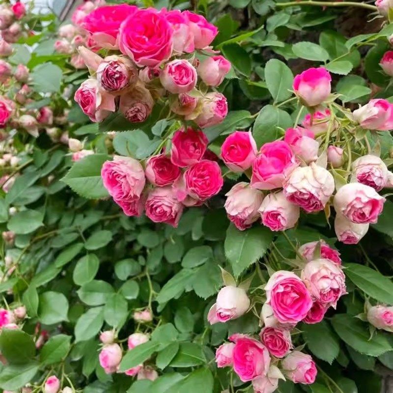 胭脂扣多季爬藤本月季花大苗阳台庭院盆栽植物玫瑰花卉多头勤花型,淘宝优惠券,粉丝福利购,淘宝优惠卷