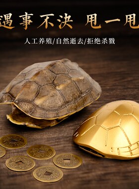 天然好运乌龟壳真龟甲文玩六爻摇卦工具乾隆铜钱算挂手把件摆件