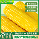 【农投集团】正宗东北黄糯玉米棒8棒