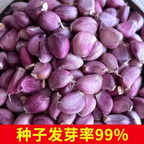 云南紫皮干大蒜瓣种子5斤红皮土蒜种籽种植蒜头专用农家可吃可种 - 图2