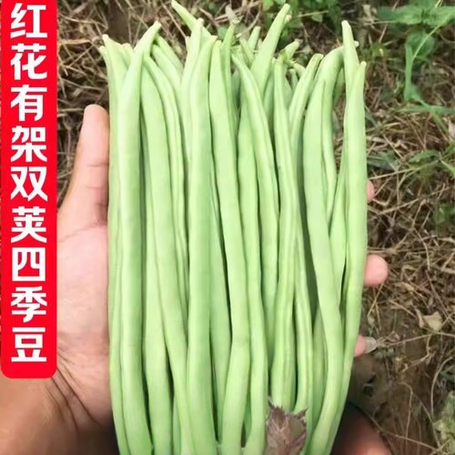 双花双荚红花有架四季豆新鲜晚熟45天耐热耐寒软糯无筋无丝肉豆角 - 图1