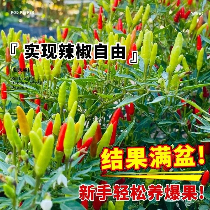 正宗朝天椒种子小米辣椒种子小米椒春季四季庭院阳台盆栽蔬菜种子,淘宝优惠券,粉丝福利购,淘宝优惠卷