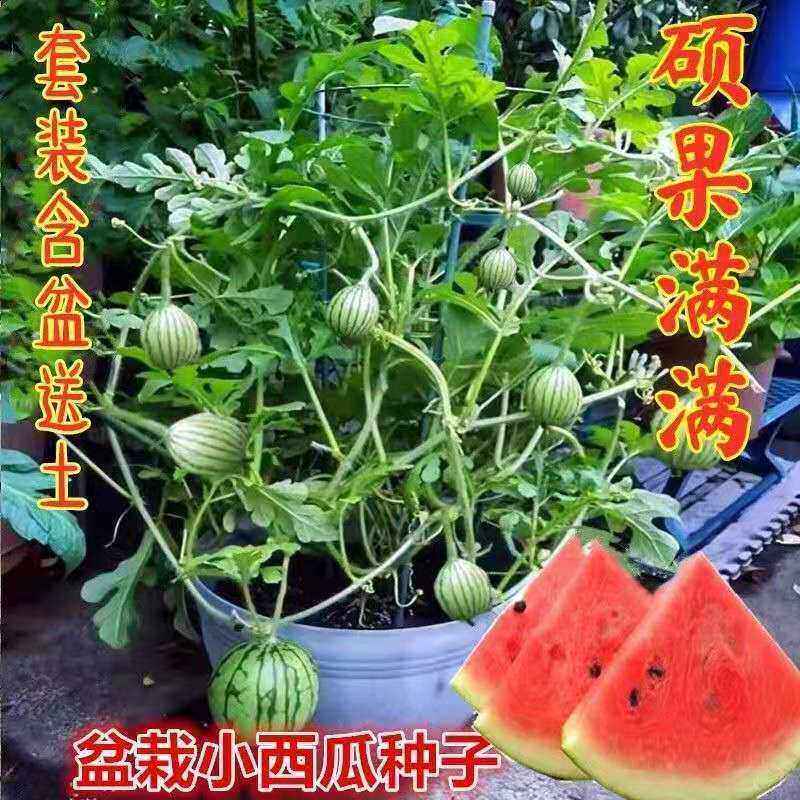 蜂蜜小西瓜种子薄皮少籽红瓤西瓜园艺盆栽阳台水果种子盆栽小西瓜,淘宝优惠券,粉丝福利购,淘宝优惠卷