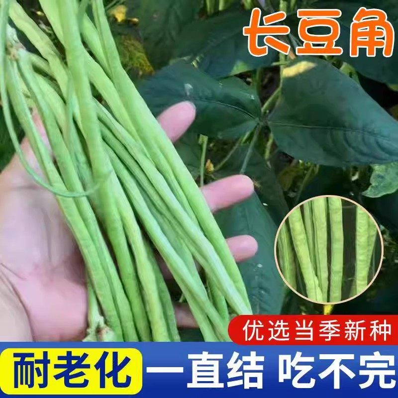 高产901豇豆早熟无筋春秋季摘不败压塌架爬藤四季豆籽高产豆角,淘宝优惠券,粉丝福利购,淘宝优惠卷