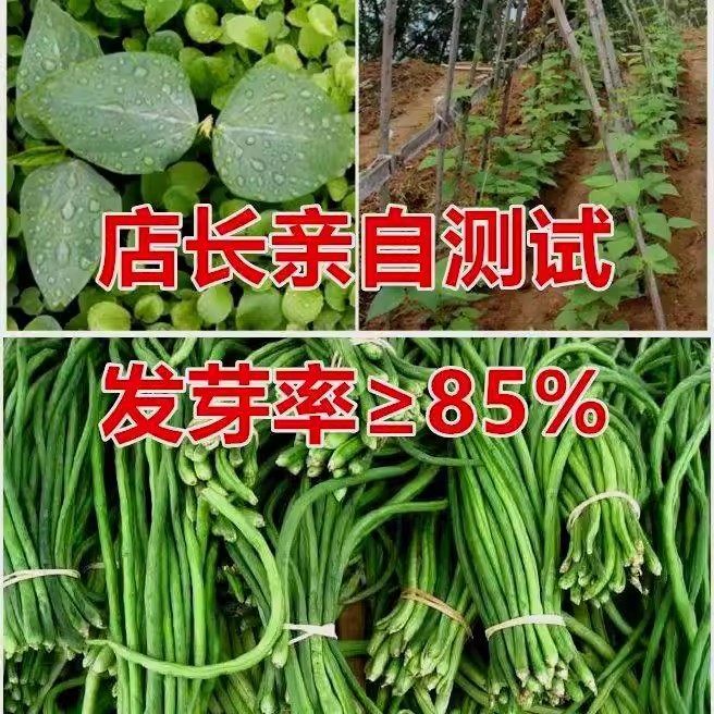 高产901豇豆早熟无筋春秋季摘不败压塌架爬藤四季豆籽高产豆角,淘宝优惠券,粉丝福利购,淘宝优惠卷