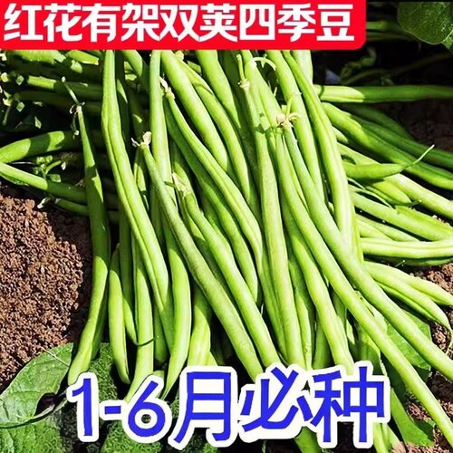 双花双荚红花有架四季豆新鲜晚熟45天耐热耐寒软糯无筋无丝肉豆角 - 图3