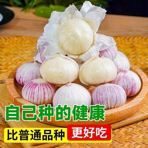 紫皮独头蒜种籽正品蔬菜种子苗四川大头蒜种子新品独头大蒜四季 - 图3