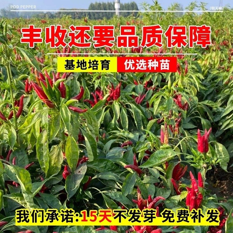 正宗朝天椒种子小米辣椒种子小米椒春季四季庭院阳台盆栽蔬菜种子,淘宝优惠券,粉丝福利购,淘宝优惠卷