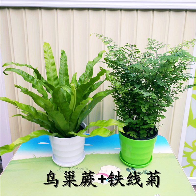 蕨类创意盆栽鸟巢厥波斯狼尾厥铁线厥水培办公室背景四季常青植物 - 图0