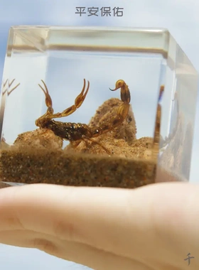 海洋动物昆虫标本微景观小摆件寄居蟹螃蟹金龟子金鱼蝎子乌龟礼盒