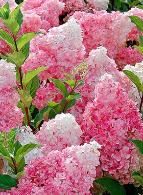 圆锥绣球花苗盆栽耐寒植物四季好养地栽植物石灰灯香草草莓苗大花