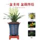 Yixing purple sand flower pot ceramic high-end square Clivia flower pot with base