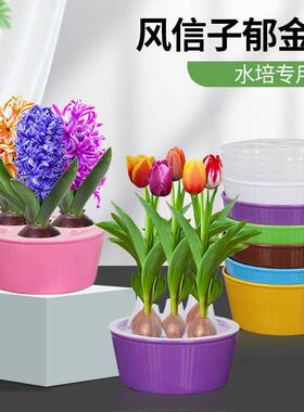 郁金香种球专用花盆风信子水培器皿5孔栽5颗郁金香庭院植物器皿