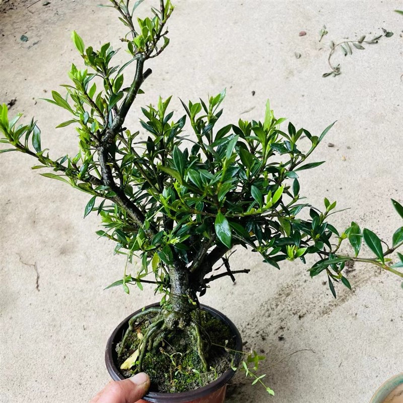 柳叶栀子花树苗水横枝盆景海岛小叶雀舌栀子花提根矮霸开花浓香型 - 图1