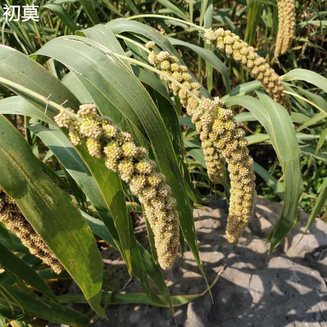 安丘辉渠小米春谷新农家黄小米月子米产妇米粥山东粘糯香小米5斤 - 图1