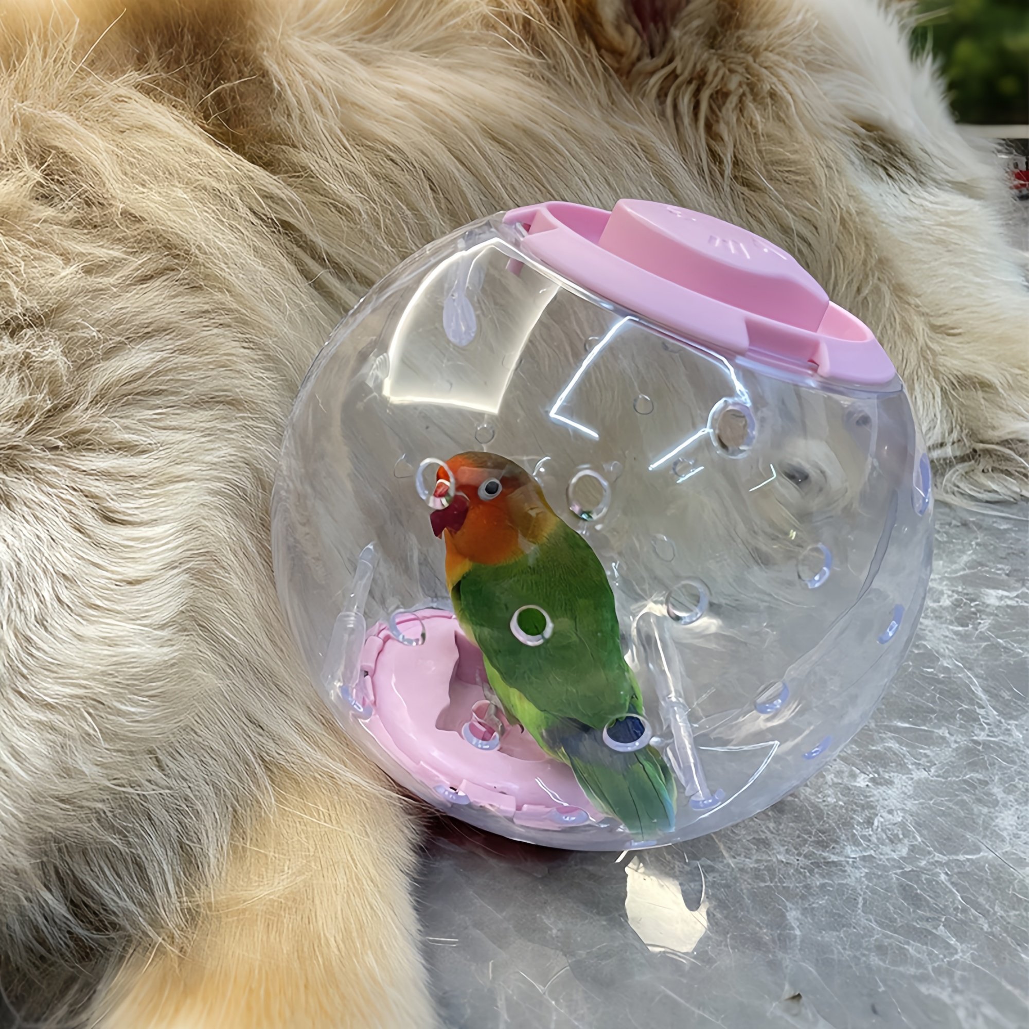 鹦鹉玩具解闷自嗨小太阳牡丹鹦鹉耐啃咬跑步运动滚球小鸟玩具新款,淘宝优惠券,粉丝福利购,淘宝优惠卷