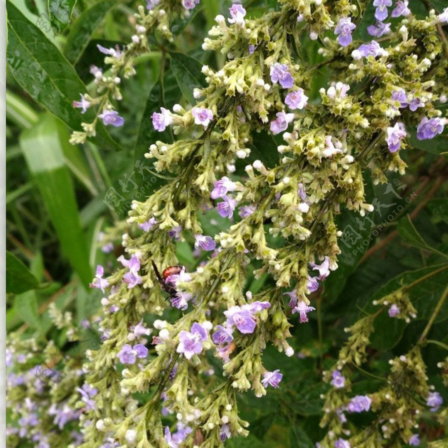 黄荆子床上用品枕头套件枕芯单件种子植物家居黄金布惊子茶,淘宝优惠券,粉丝福利购,淘宝优惠卷