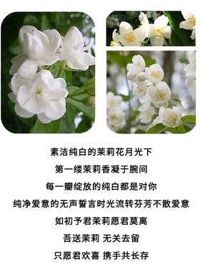莫离茉莉花925纯银手镯