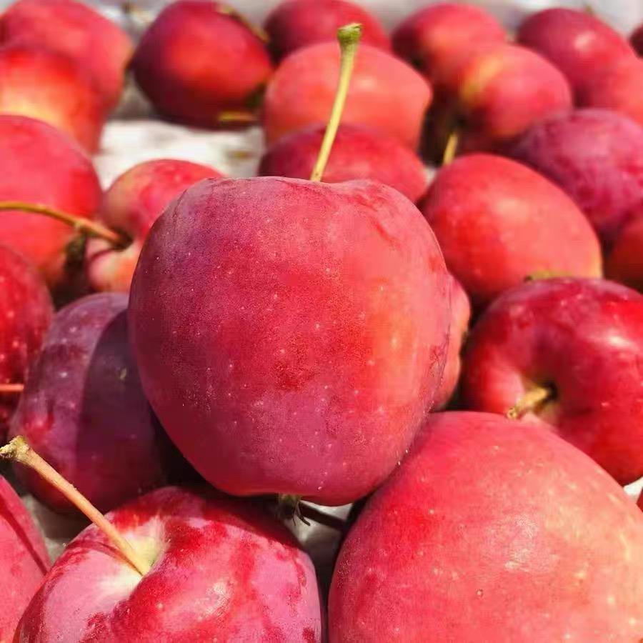 顺丰正宗新疆香妃海棠果鸡心果5斤冰糖小苹果孕妇当季新鲜水果W3 - 图3