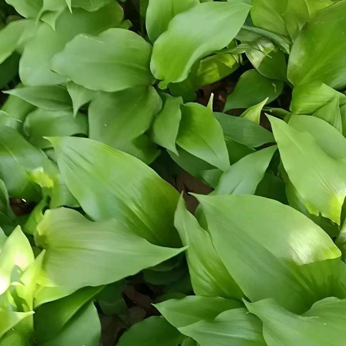 鹿耳韭种子盆栽小院四季皆宜种植南北方种籽,淘宝优惠券,粉丝福利购,淘宝优惠卷