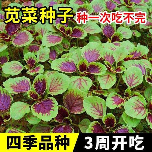 冬寒菜四季苋菜籽食用秋冬季懒人紫色家庭阳台种植盆栽各种菜种子 - 图0