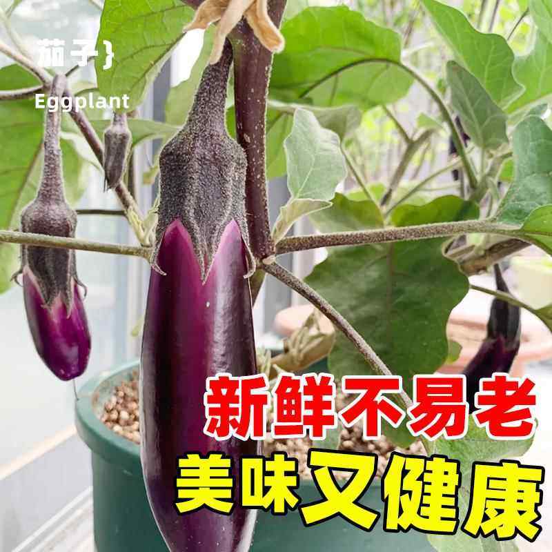 特长紫线茄种子耐寒杭茄一号紫红茄高产早熟种籽阳台盆栽蔬菜种子,淘宝优惠券,粉丝福利购,淘宝优惠卷