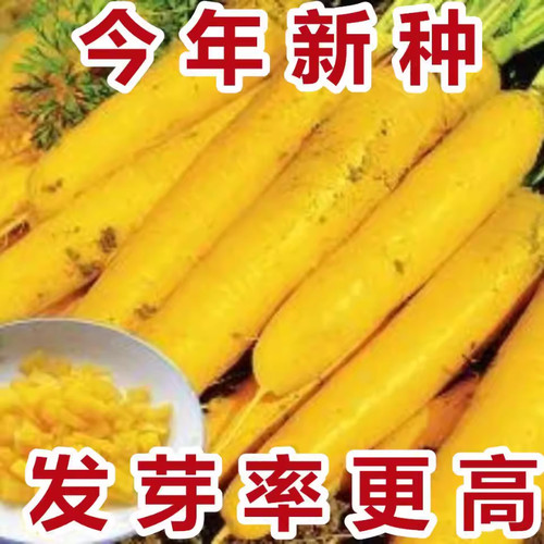 【今年新种】黄参水果胡萝卜种孑齐头黄胡萝卜种春秋季蔬菜种子 - 图3