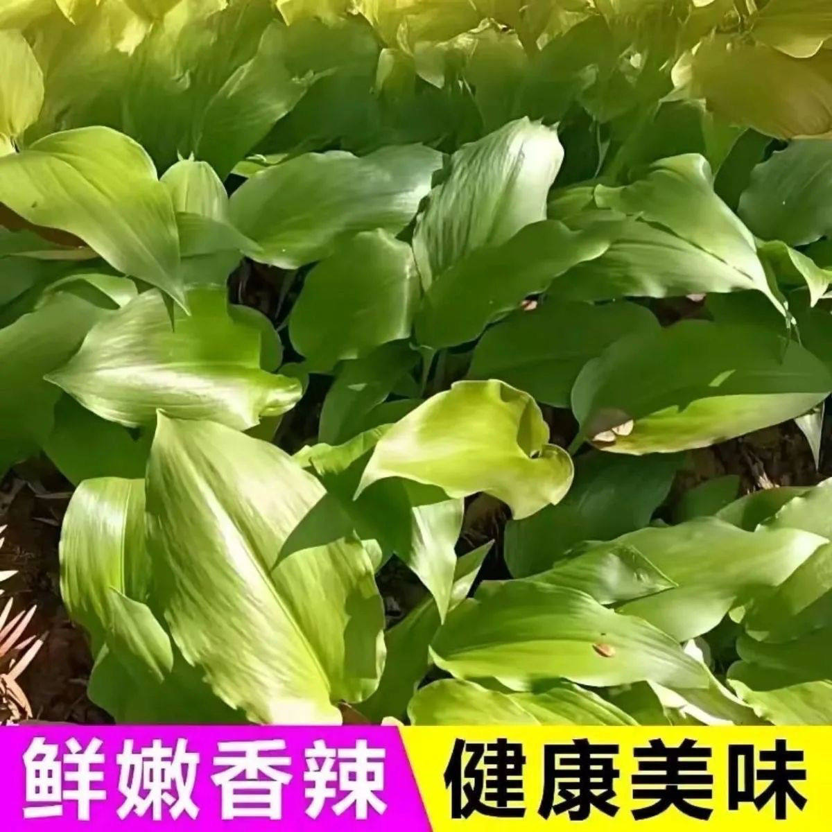 鹿耳韭种子盆栽小院四季皆宜种植南北方种籽,淘宝优惠券,粉丝福利购,淘宝优惠卷