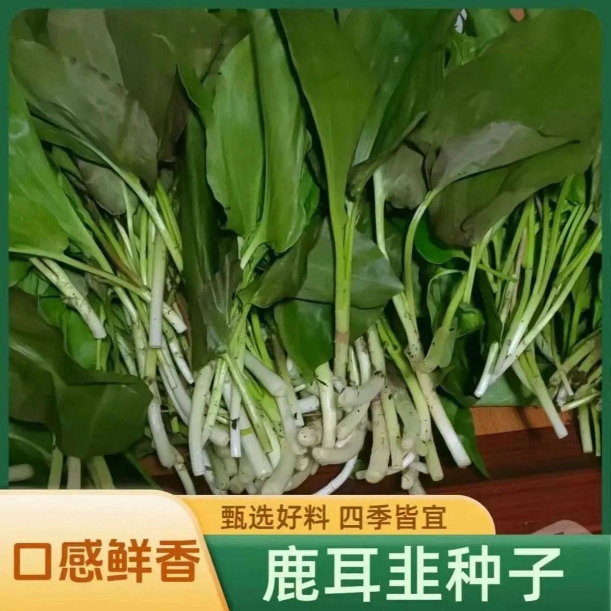 鹿耳韭种子盆栽小院四季皆宜种植南北方种籽,淘宝优惠券,粉丝福利购,淘宝优惠卷