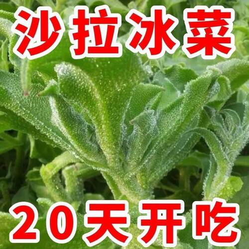 正品冰菜新鲜冰晶菜南方蔬菜四季长寿菜营养高钙冻不死沙拉菜 - 图0